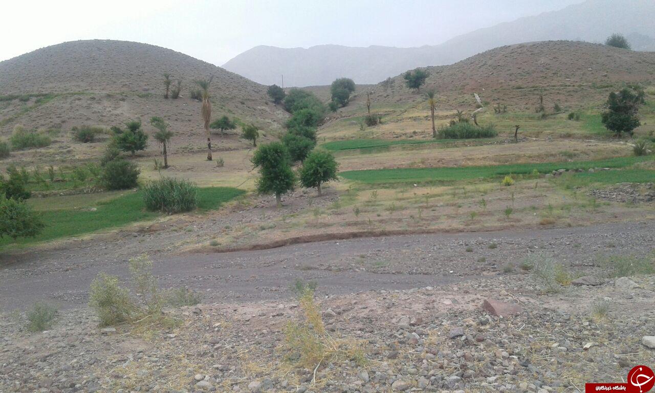 تصاویری از برداشت زردآلو در هفت&zwnj;بادام