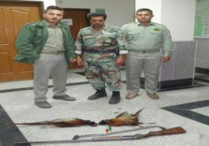 دستگیری شکارچی قرقاول در بهشهر