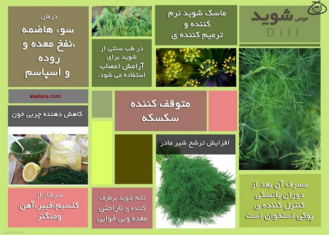 پادشاه گیاهان دارویی را بشناسید/ اینفوگرافیک
