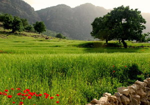 پیش بینی بارش پراکنده و وزش باد
