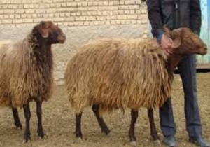 معدوم سازی بیش از یک تن دنبه گوسفندی