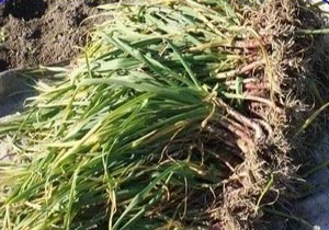 برداشت 105تنی سیر در سوادکوه شمالی