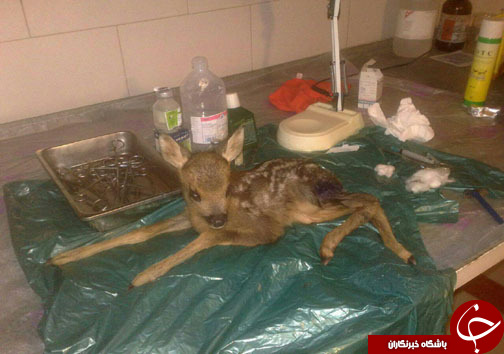 نگاهی گذرا به مهمترین رویدادهای 29 اردیبهشت در مازندران