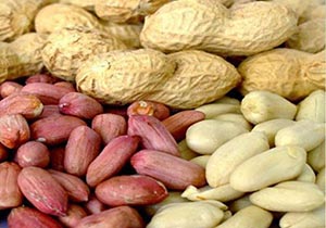 آغاز کشت بادام زمینی