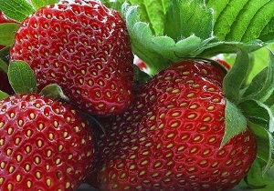 توت فرنگی از پیشرفت سرطان سینه پیشگیری می کند