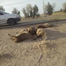 تلف شدن ۱۸ راس گوسفند درطارم