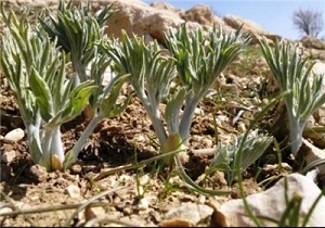 گونه های گیاهی در خطر انقراض