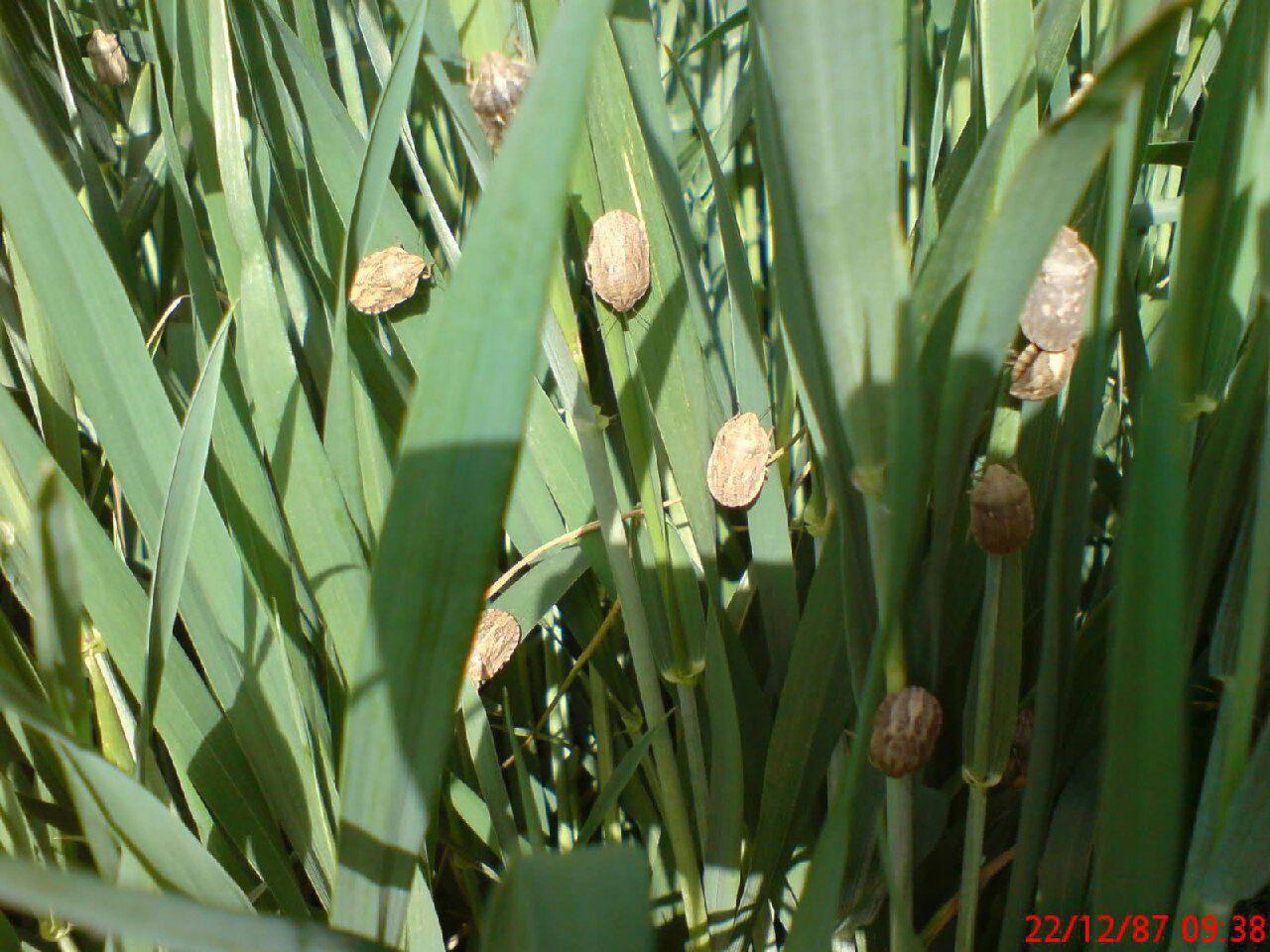 مبارزه با سن مادری غلات در اراضی گندم و جو