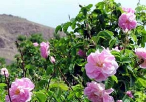 برداشت گل‌محمدی از باغات سمنان