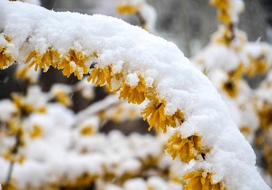 بارش برف در خوی/ اردیبهشت رنگ زمستان گرفت