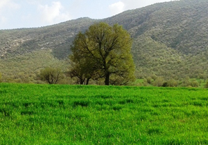پیش بینی کاهش دمای هوا در چهار محال و بختیاری ۱۳۹۶/۰۲/۳۱