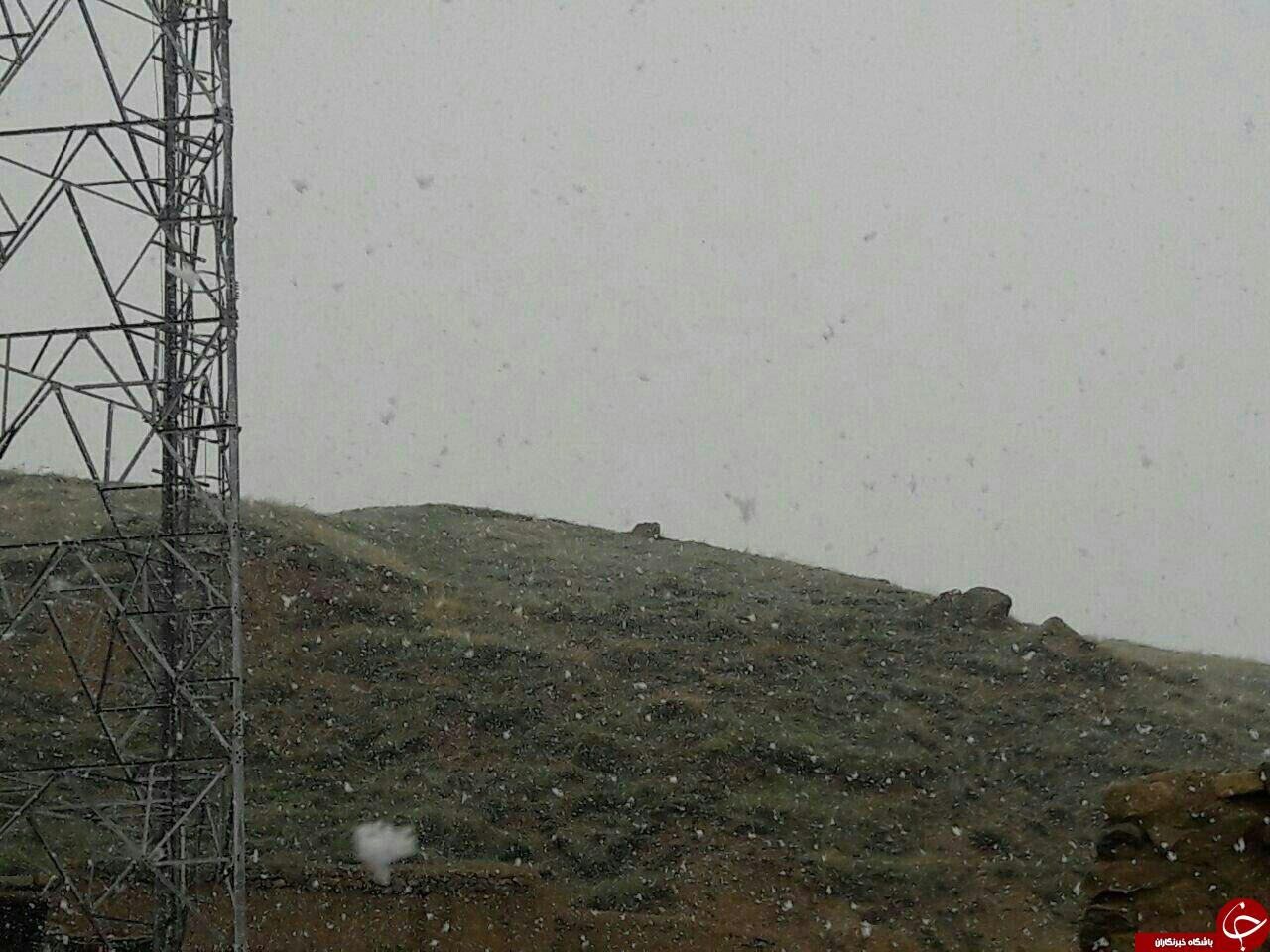 بارش برف روستای بلسور سفلی را سفیدپوش کرد + تصاویر