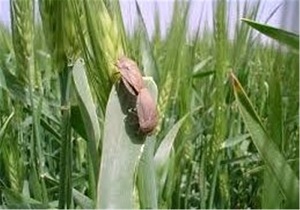 مبارزه با آفت سن در مزارع گندم قزوین