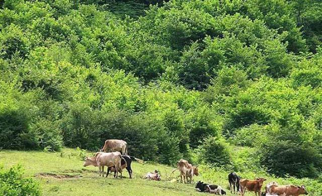 توقف ۸۰ درصد قراردادهای بهره&zwnj;برداری از جنگل&zwnj;های شمال تا پایان سال