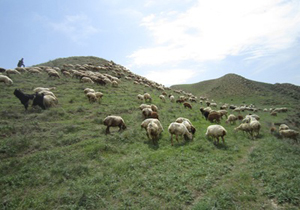 تمدیدممنوعیت چرای دام درمناطق ییلاقی استان
