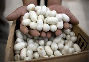 وام کم بهره برای نوغانداران و ابریشم بافان گلستانی