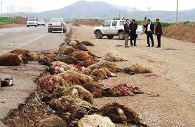 تلف شدن 30 راس گوسفند در جاده خرم آباد به بروجرد