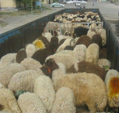 کشف 13کیلوگرم تریاک در زیر بار گوسفند در بناب