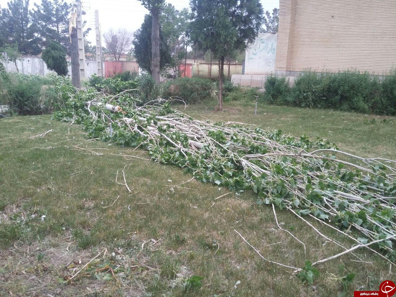 تصاویری از درختان آسیب&zwnj;دیده