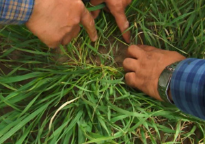 مبارزه با آفت سن گندم در مزارع غلات اصفهان