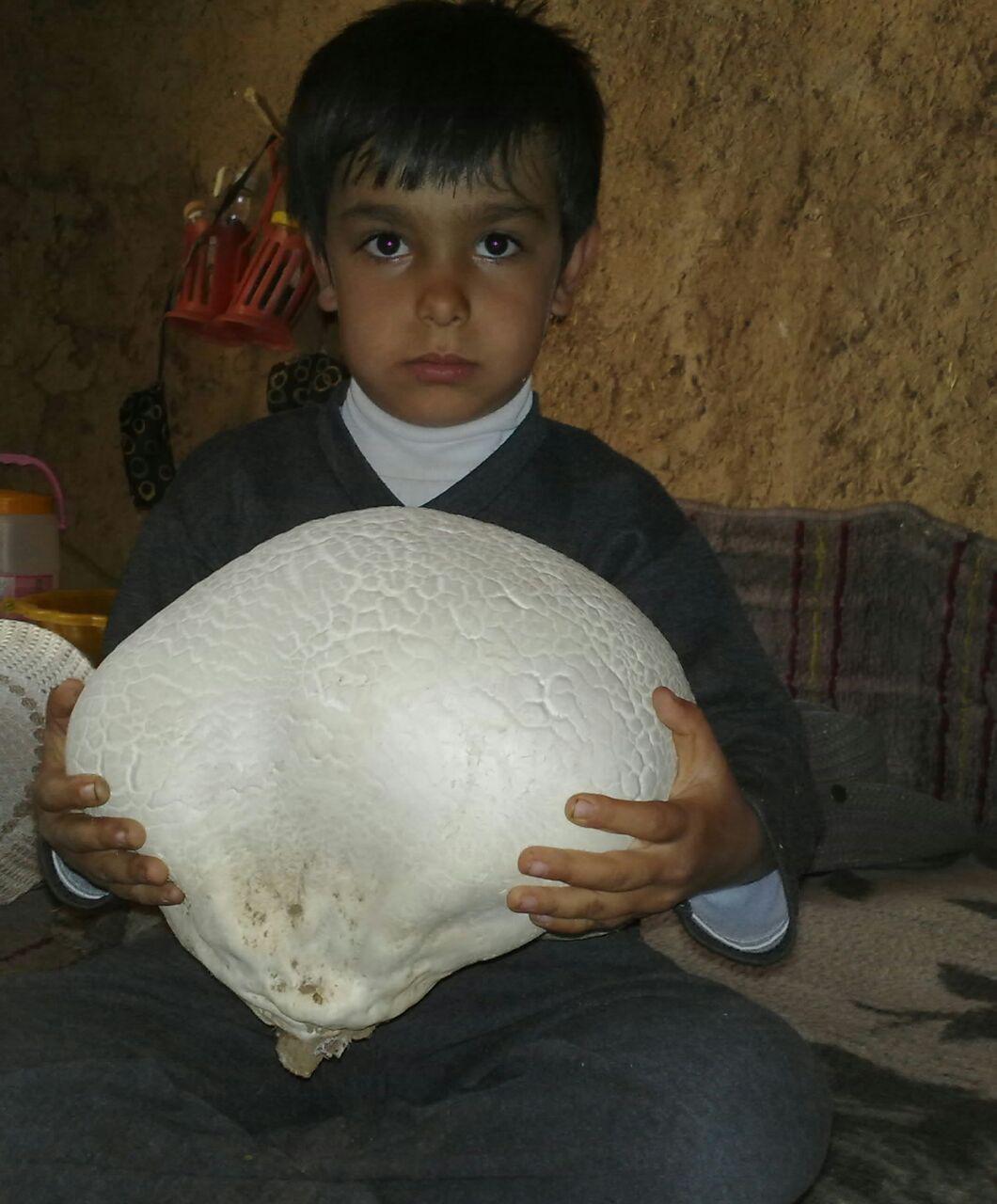 قارچ 12 کیلویی در روستای تازناب