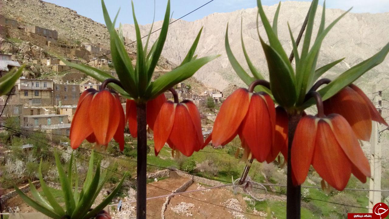 جلوه ای زیبا از لاله های واژگون + تصاویر
