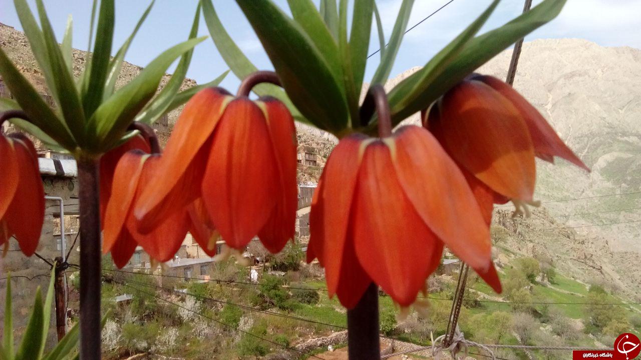 جلوه ای زیبا از لاله های واژگون + تصاویر