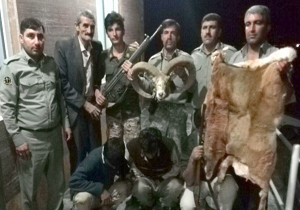 شکارچی بره قوچ در دام محیط بانان سفیدکوه ازنا