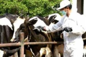 249 هزار راس دام برعلیه بیماری های دامی مایه کوبی شدند