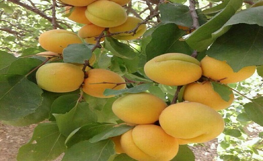 تمین قطعه ای از بهشت در جنوب شرق کشور + تصاویر