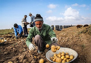 آغازپرداخت یارانه صادراتی به صادرکنندگان سیب زمینی
