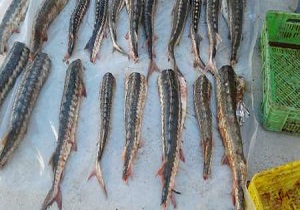 کشف خاویار قاچاق در سمنان