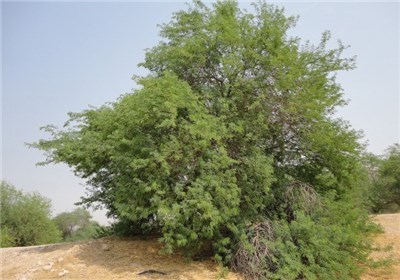 فاجعه&zwnj;ای دیگر خوزستان را فرا گرفته است/ کهور آمریکایی گونه گیاهی خطرناک