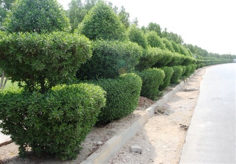 فاجعه&zwnj;ای دیگر خوزستان را فرا گرفته است/ کهور آمریکایی گونه گیاهی خطرناک