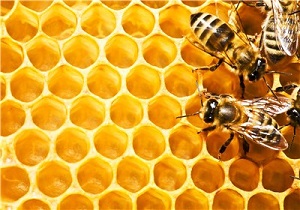 افزایش 50 درصدی تعداد کلنی های تولید عسل در شهرستان نمین