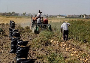 کشت سیب زمینی در اراضی دشت اردبیل آغاز شد