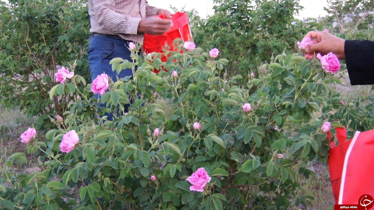 برداشت ۲۲ تن گل محمدی از باغهای شهرستان گناباد+تصاویر
