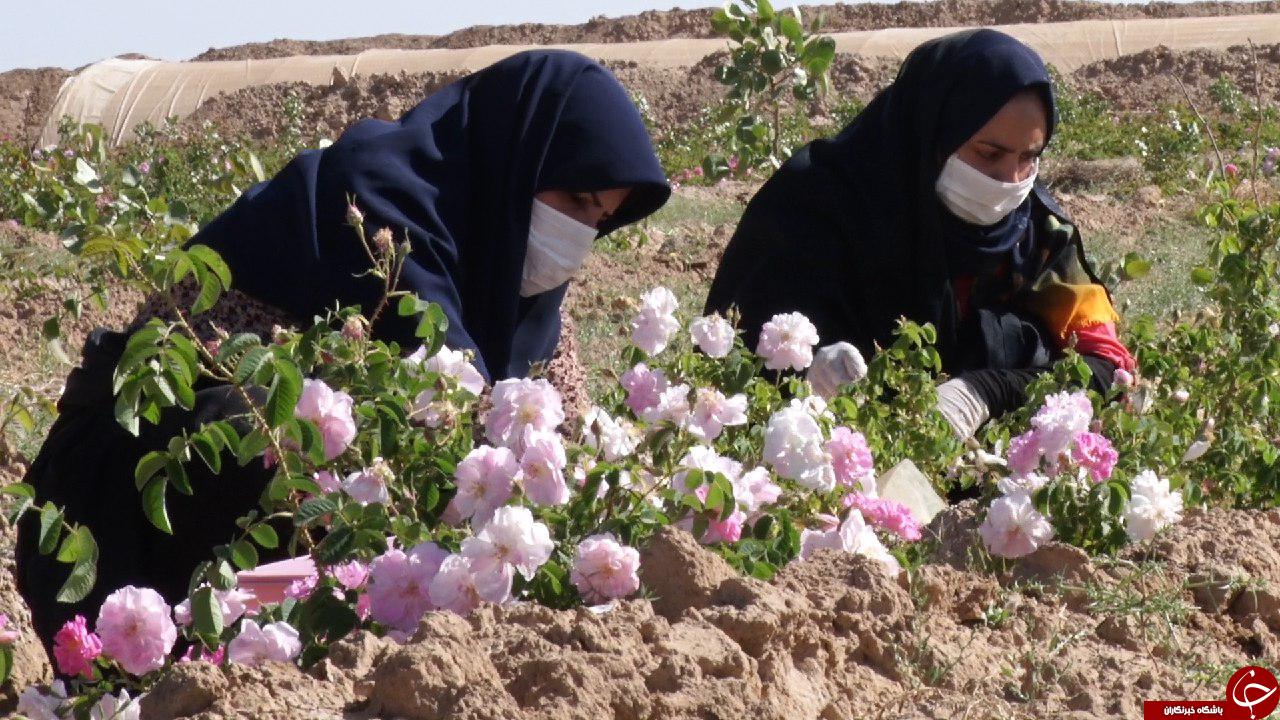 برداشت ۲۲ تن گل محمدی از باغهای شهرستان گناباد+تصاویر