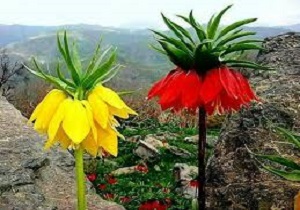 لاله های واژگون در خطر نابودی