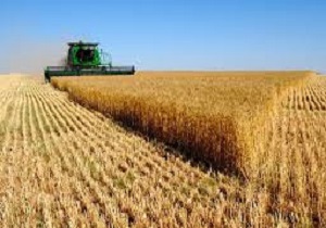 مشکلی برای آغاز خرید گندم مازاد بر نیاز کشاورزان نداریم