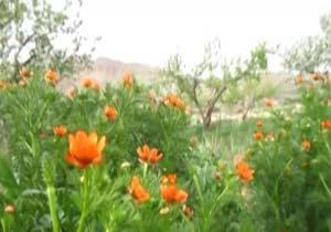 چشم‌اندازی از طبیعت بهاری در سمیرم + فیلم