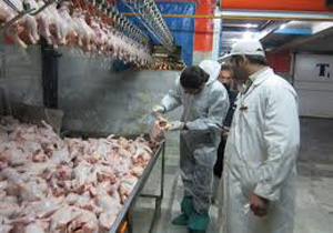 نظارت بهداشتی بر کشتار مرغ در بجنورد