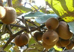 به شکوفه نشستن درختان کیوی در شهرستان عباس آباد