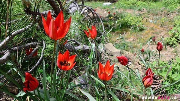 جریمه نقدی چیدن گل های لاله در ترکیه! +تصاویر