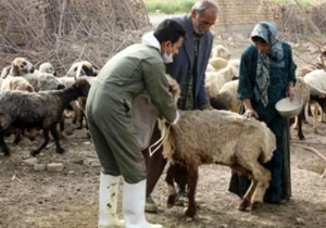 استقرار کمپ خدمات دامپزشکی در گردنه تاراز