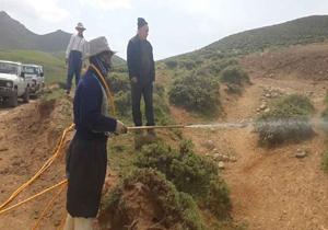 مبارزه شیمیایی با ملخهای شکم بادمجانی در مزارع مهاباد