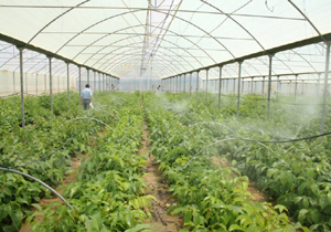افزایش 20 تا 30 درصدی بهروری درکشت محصولات گلخانه ای درآذربایجان غربی