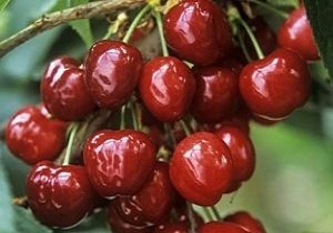 آغاز برداشت گيلاس از باغات استان