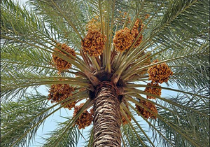 آغاز برداشت رطب آلمهتری