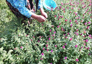 نکا مهد گیاهان دارویی